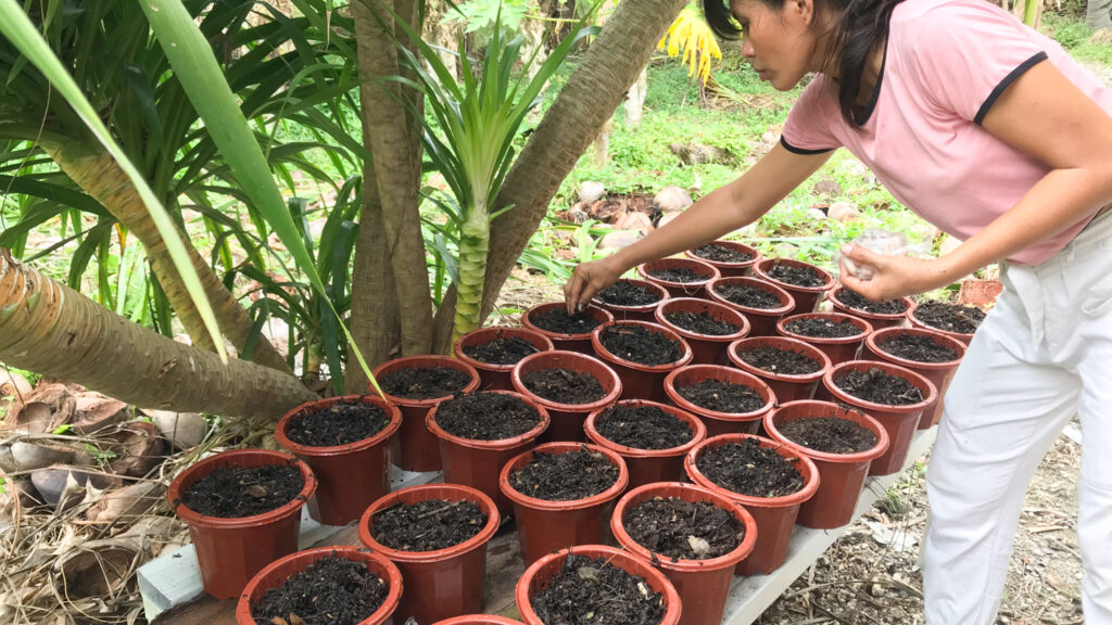 Cacao seedlings